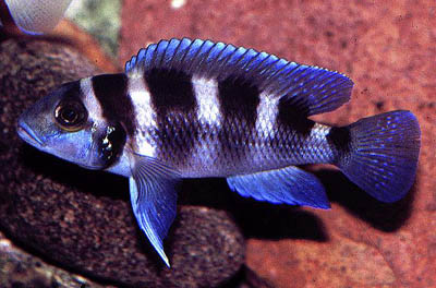 Neolamprologus tretocephalus